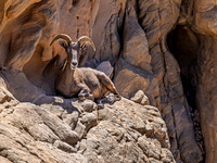 Big Horn Sheep @ Valley of Fire September 2025