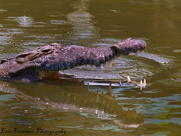 Alligators-19