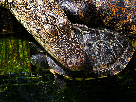 Alligators-10