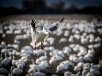 Skagit Valley Birds 11-11-18 (18 of 26)
