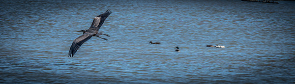 George C. Reifel Bird Sanctuary 5-7-19-12