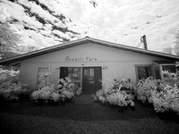 Box Hill Farm 6-11-22