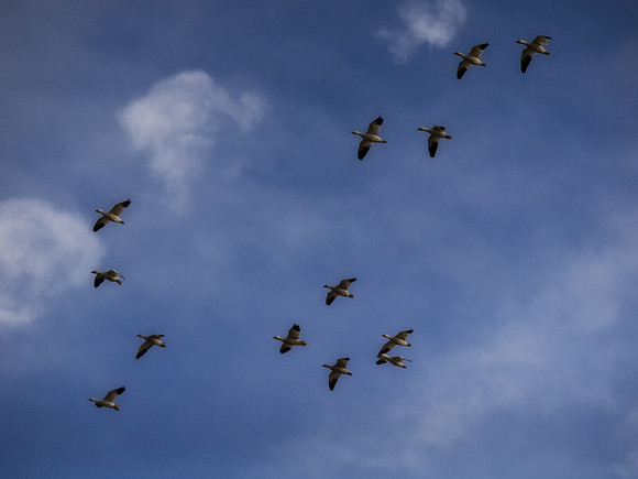 Snow Geese_-6