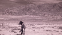 Infrared Wild Horses April 2024