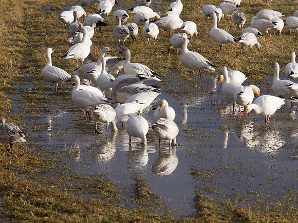 Snow Geese_-2