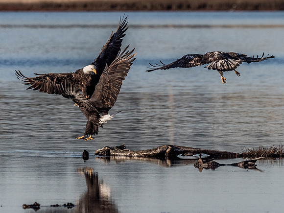 Eagles @ Whidbey Island 11-18-18-17