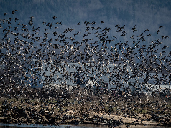 Skagit Valley 1-13-19-12
