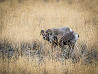 Big Horn Sheep @ Yakima Canyon 10-23.
