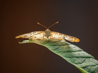 Butterflies May 2018 Set 1-12