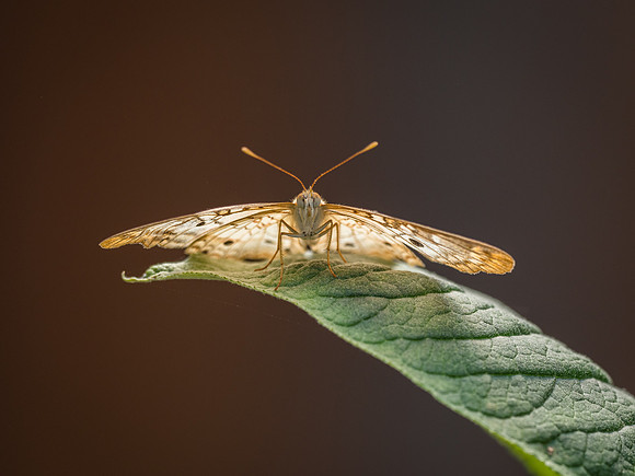 Butterflies May 2018 Set 1-12