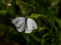 Butterflies May 2018 Set 1-17
