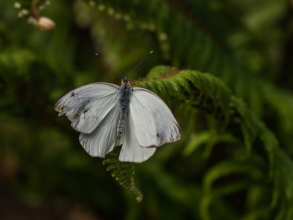 Butterflies May 2018 Set 1-17