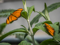 Butterflies May 2018 Set 1-5