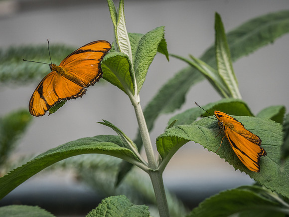 Butterflies May 2018 Set 1-5