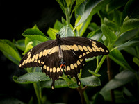 Butterflies May 2018 Set 1-7