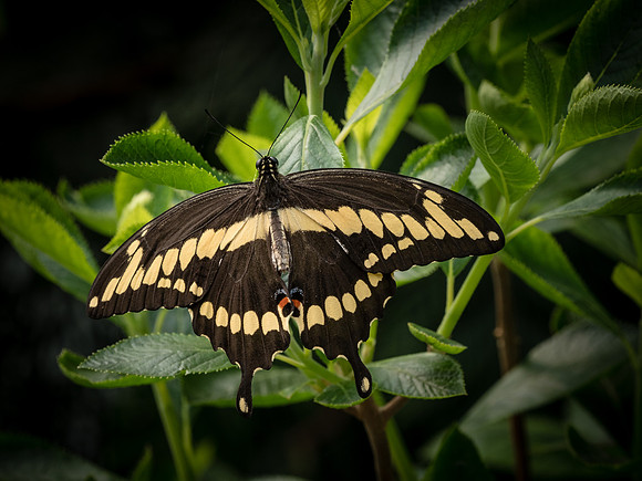 Butterflies May 2018 Set 1-7