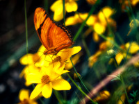 Butterflies May 2018 Set 1-4