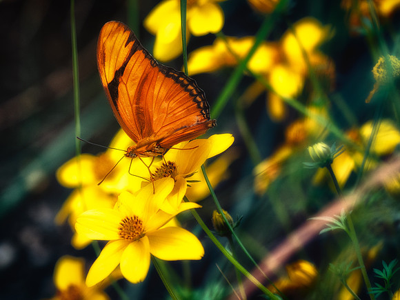 Butterflies May 2018 Set 1-4