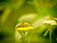 Butterflies May 2018 Set 1-15