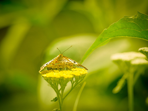 Butterflies May 2018 Set 1-15