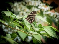 Butterflies May 2018 Set 1-6