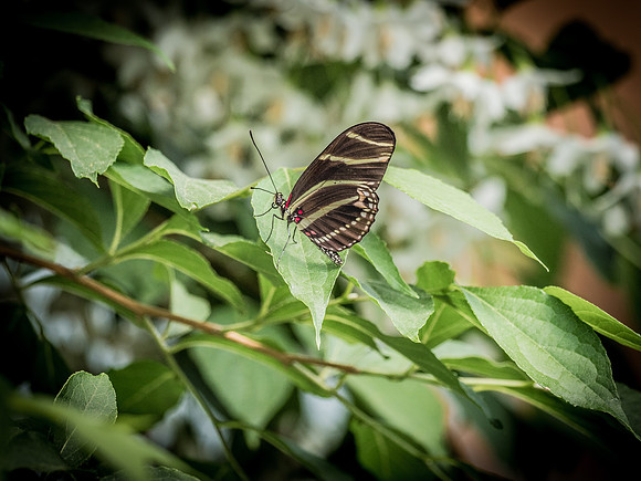 Butterflies May 2018 Set 1-6