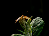 Butterflies May 2018 Set 1-10