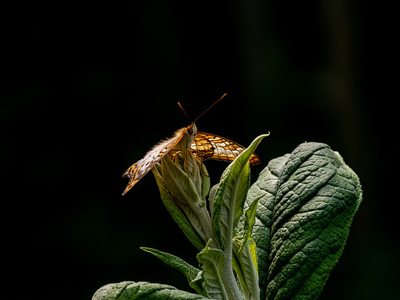 Butterflies May 2018 Set 1-10