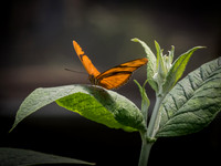 Butterflies May 2018 Set 1-11