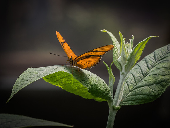 Butterflies May 2018 Set 1-11