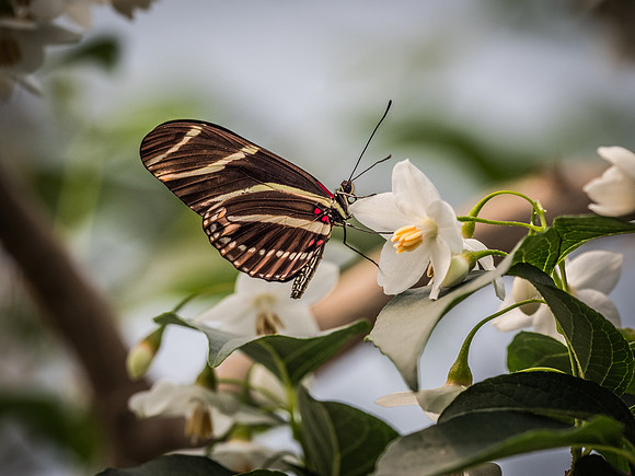 Butterflies May 2018 Set 1-3