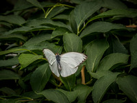 Butterflies May 2018 Set 1-21