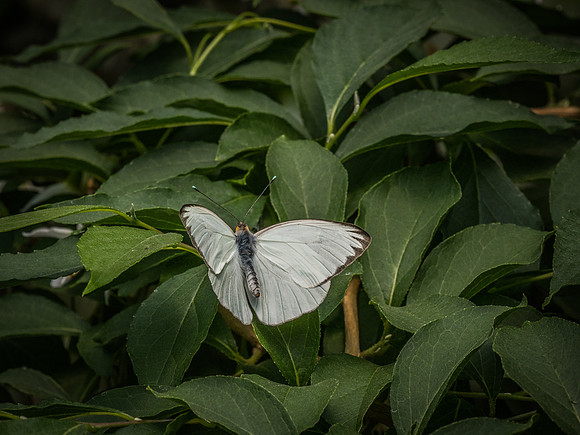 Butterflies May 2018 Set 1-21