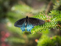 Butterflies May 2018 Set 1-8