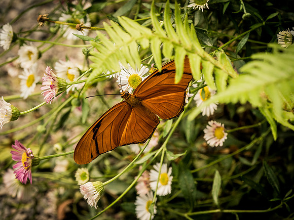 Butterflies May 2018 Set 1-20