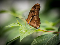 Butterflies May 2018 Set 1-18