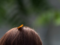 Butterflies May 2018 Set 1-19