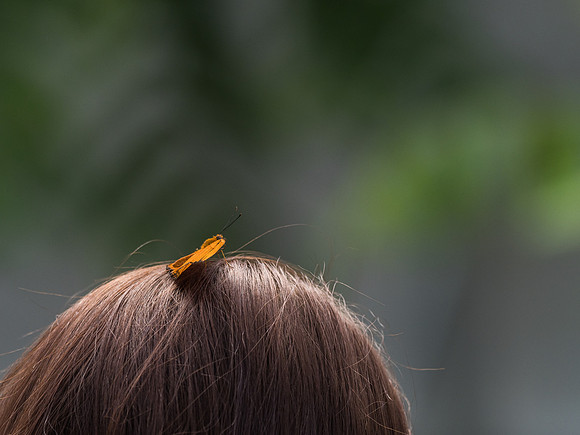 Butterflies May 2018 Set 1-19