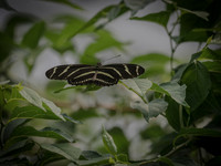 Butterflies May 2018 Set 1-14