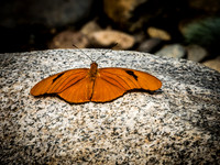 Butterflies May 2018 Set 1-9