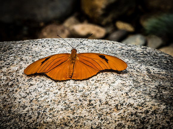 Butterflies May 2018 Set 1-9