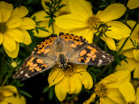 Butterflies May 2018 Set 1-13