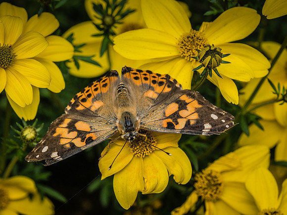 Butterflies May 2018 Set 1-13