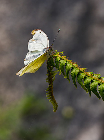 Butterflies May 2018 Set 1-16