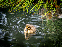 Heron's, Ducks and a Squirrel June 2022