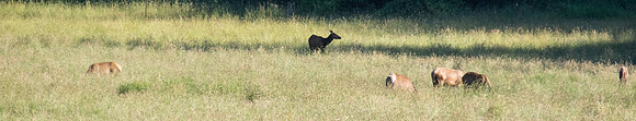 North Cascades July 4th 2012-20