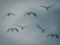Skagit County Snow Geese & Owls 11-11-23