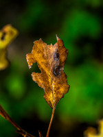 Leaves October 2023