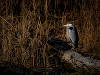 Skagit Valley 12-16-22