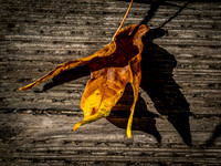 Nisqually Wildlife Refuge 10-1-22